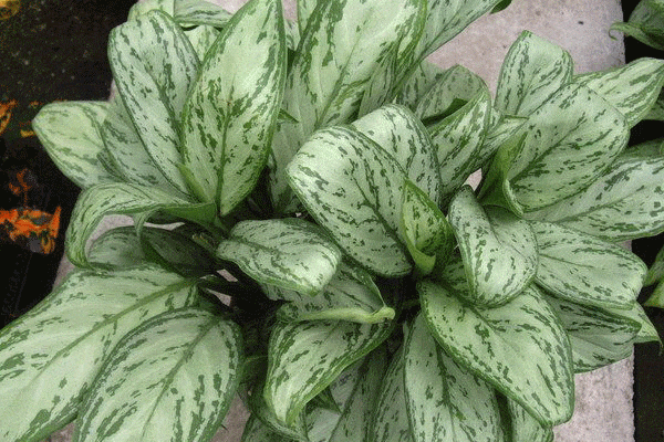 لوله شدن برگهای آگلونما